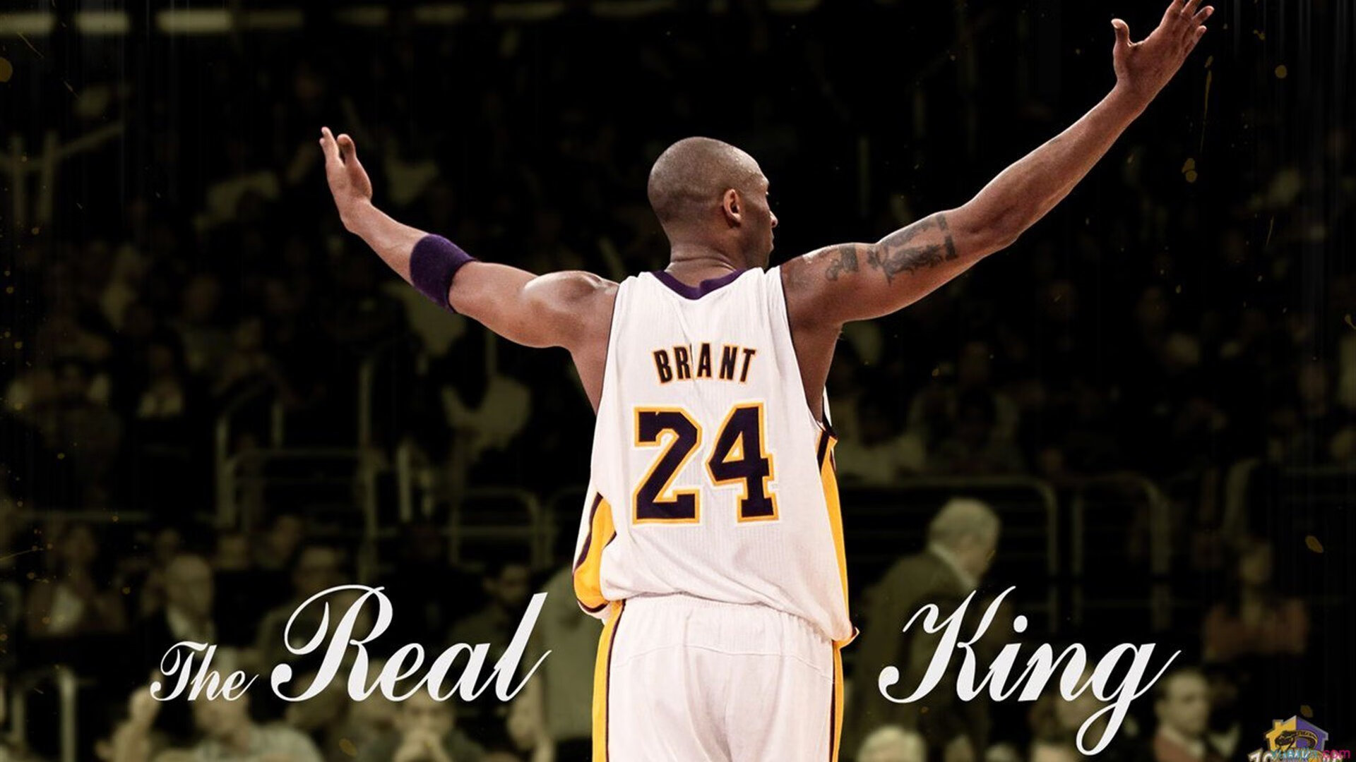 雪橇犬短途拉力赛 萌犬与速度兼具观赏性